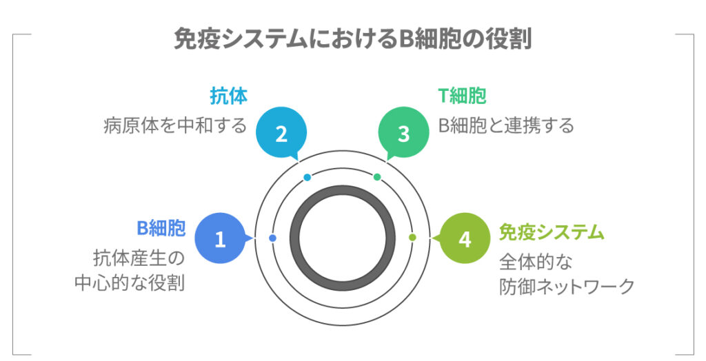 B細胞が免疫細胞と連携して働く様子の図