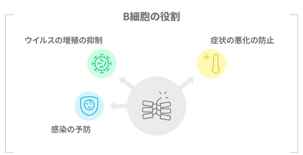感染症に対するB細胞の反応メカニズム図