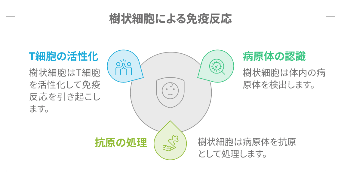 免疫の司令塔としての樹状細胞の働きを示す図