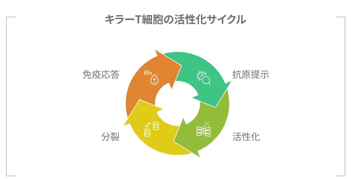 抗原提示によって活性化されるキラーT細胞の模式図