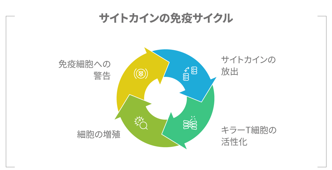 サイトカインを介した免疫細胞の情報伝達図