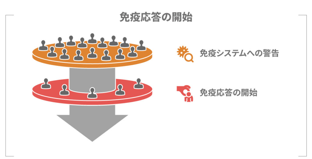 表皮の有棘層に分布するランゲルハンス細胞