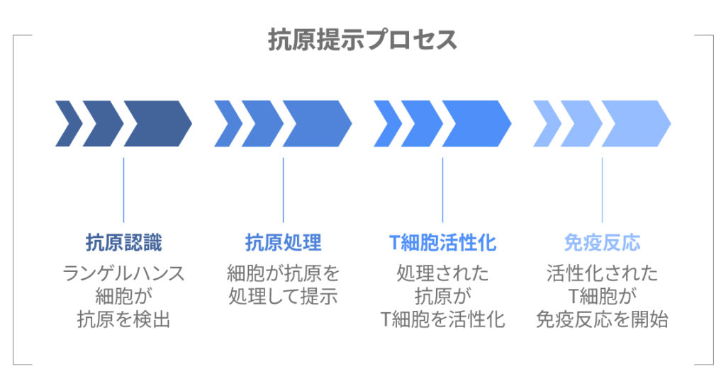 抗原を提示するランゲルハンス細胞