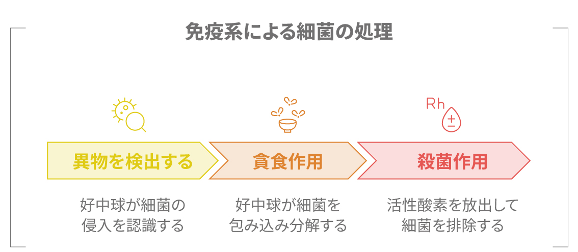 好中球による異物の認識と貪食、殺菌のステップを示した図