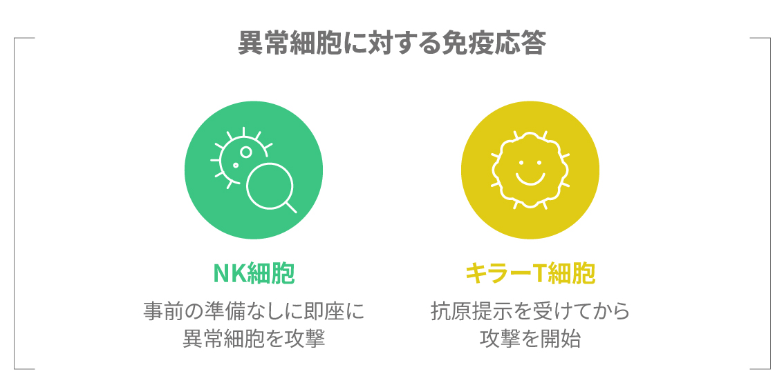 NK細胞、キラーT細胞の免疫反応の違いを示す図解