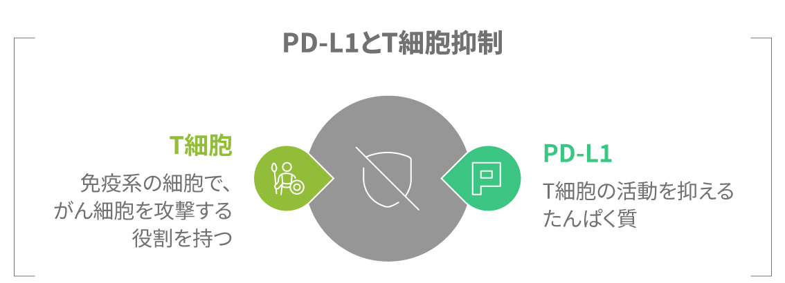 PD-L1タンパク質がT細胞の働きを抑制する仕組みを示す図解