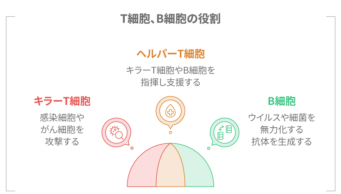 T細胞、B細胞、抗体の関係を示す図