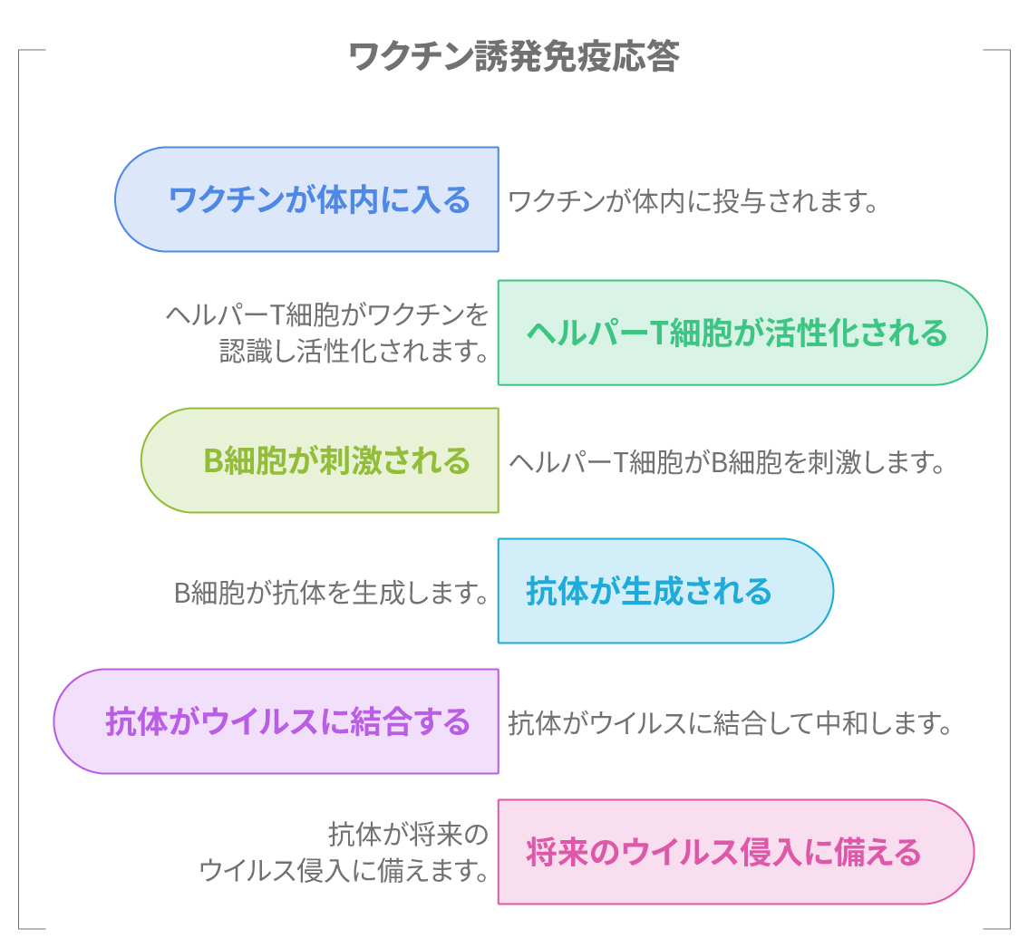 ワクチンによる免疫応答の流れを説明する図