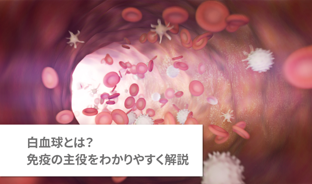 血管内を流れる白血球と赤血球の3Dイメージ