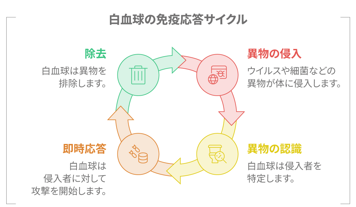 白血球の種類（好中球、リンパ球、単球など）とそれぞれの役割を示した図