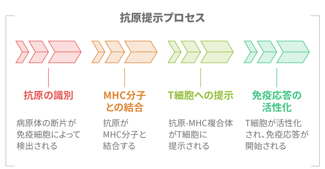 抗原提示の仕組みを示す図