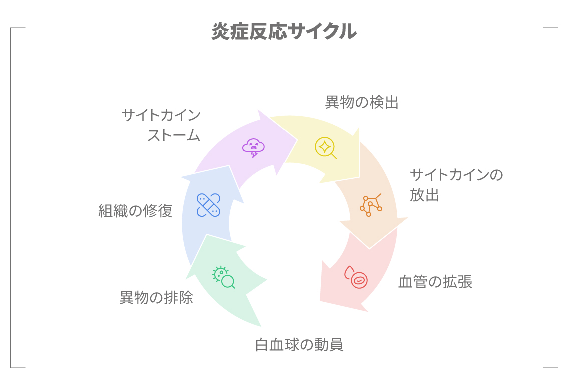 サイトカインによる炎症反応の仕組み図