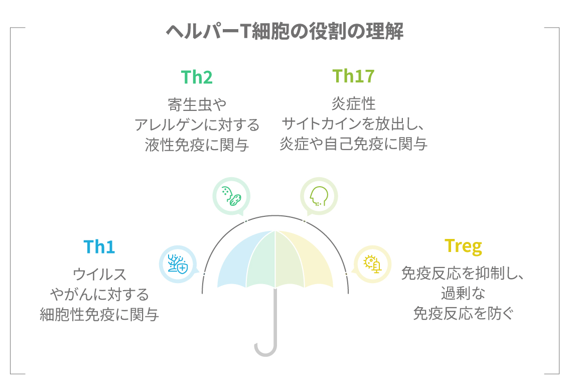 Th1、Th2、Th17、TregなどのヘルパーT細胞の種類と役割を示した図。