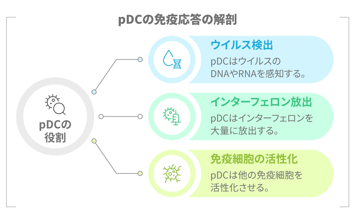 免疫シグナルの流れをイメージ化した図