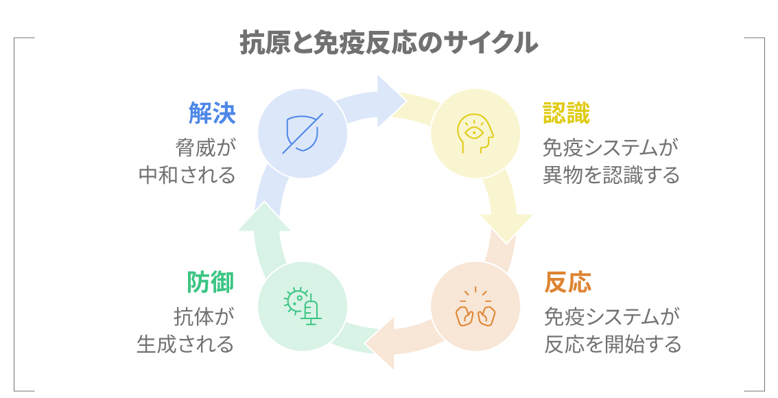 抗原と免疫反応のサイクルを示す図：認識・反応・防御・解決