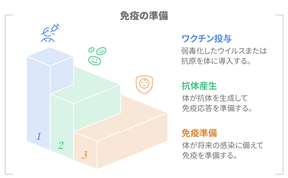 免疫の準備を3段階で表した図：ワクチン投与、抗体産生、免疫準備