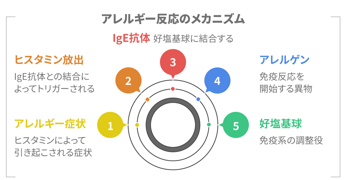 好塩基球がヒスタミンを放出するイメージ図