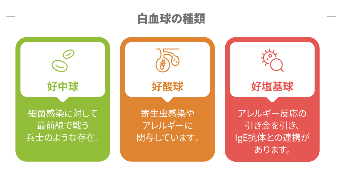 白血球の種類とそれぞれの役割を示す図