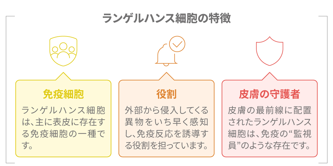 ランゲルハンス細胞の構造図