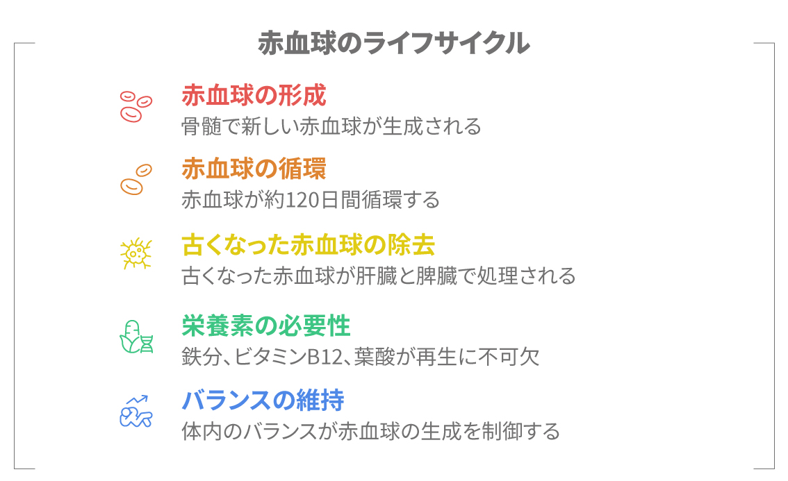 赤血球のライフサイクルを5項目で解説する図（形成・循環・除去・栄養素・バランス）