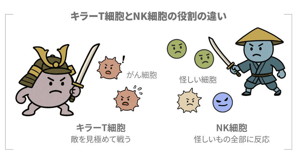 キラーT細胞とNK細胞の役割の違い