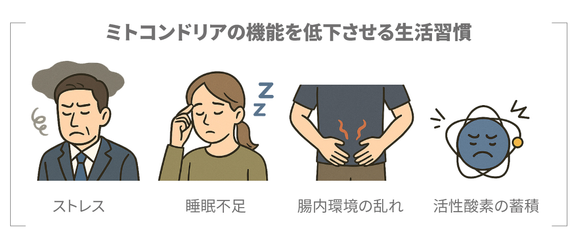 ミトコンドリアの機能を低下させる生活習慣の事例