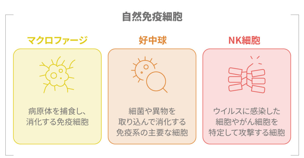 免疫細胞