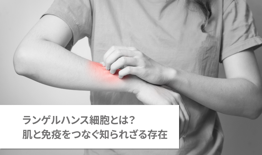 ランゲルハンス細胞とは？肌と免疫をつなぐ知られざる存在