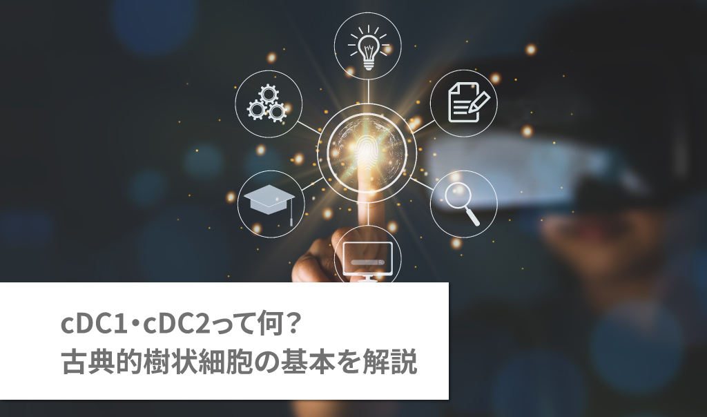 cDC1・cDC2って何？古典的樹状細胞の基本を解説