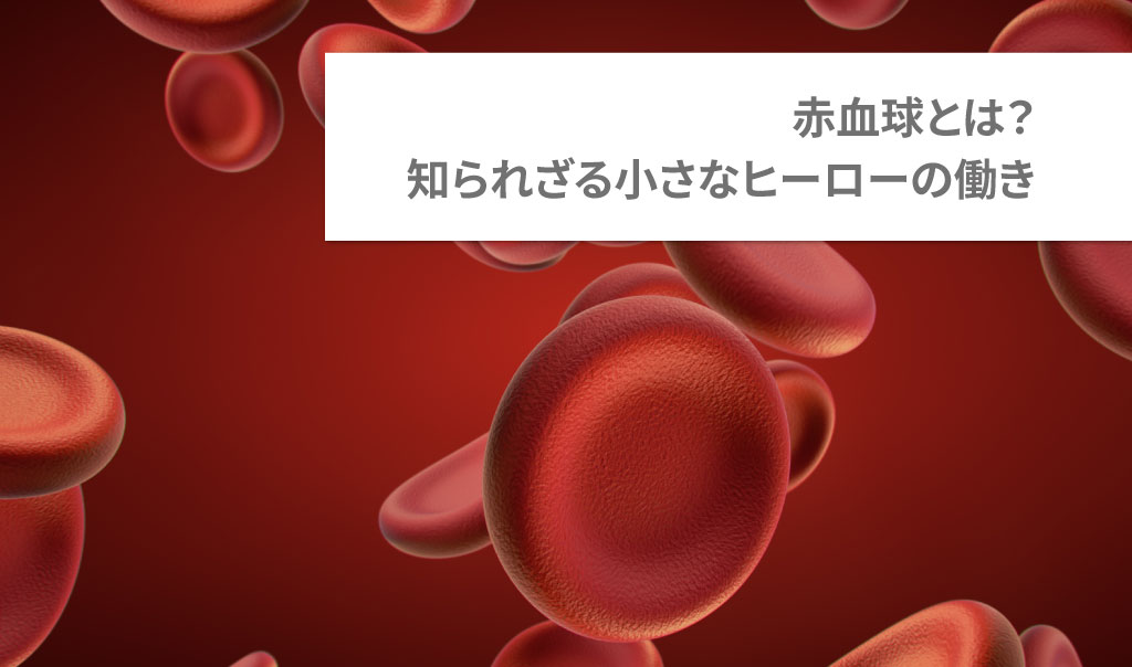 赤血球とは？知られざる小さなヒーローの働き