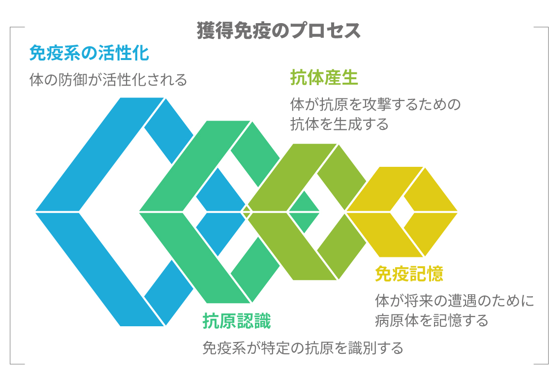 自然免疫と獲得免疫の違いを示す図。体の防御システムを比較する。