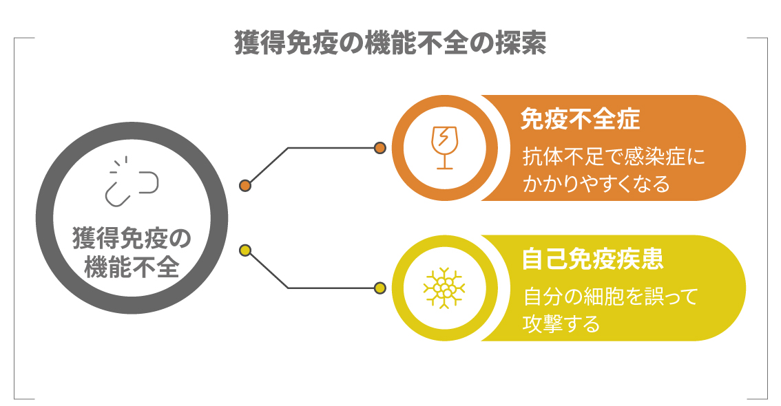 獲得免疫と病気の関わりを示す図。免疫不全や自己免疫疾患をイメージ。