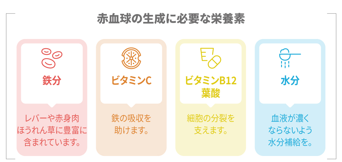 赤血球の生成に必要な栄養素（鉄分、ビタミンC、ビタミンB12・葉酸、水分）を示す図