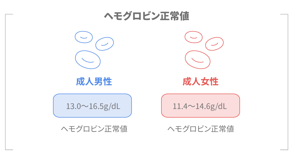成人男女のヘモグロビン正常値を示す図。男性13.0〜16.5g/dL、女性11.4〜14.6g/dL。