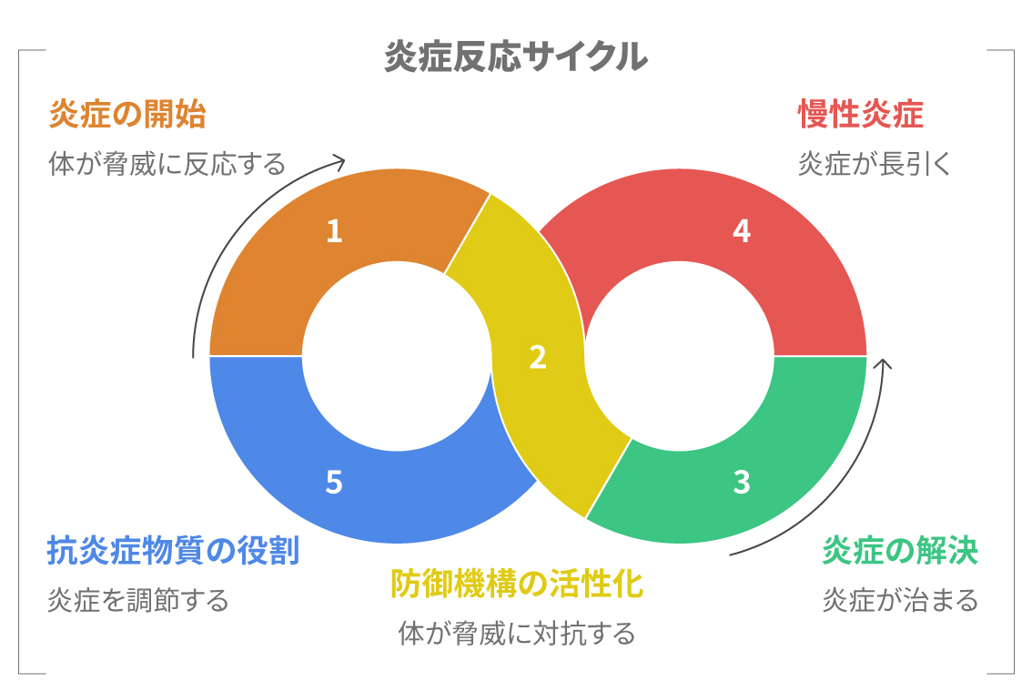 炎症反応のサイクルと抗炎症物質の役割