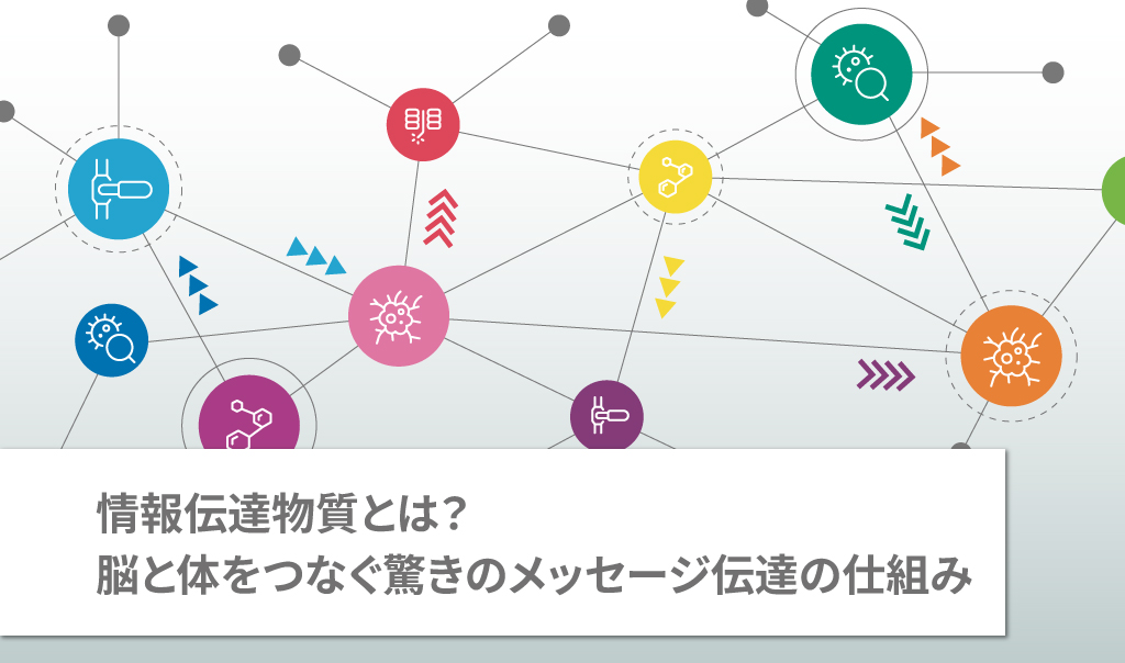 情報伝達物質とは？脳と体をつなぐ驚きのメッセージ伝達の仕組み