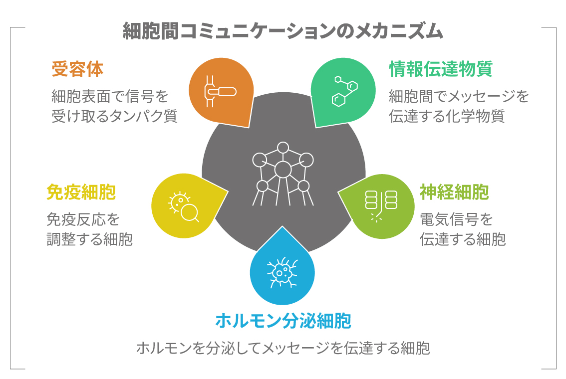神経細胞・免疫細胞・ホルモン分泌細胞が情報伝達物質を介してメッセージを交わす全体図。 