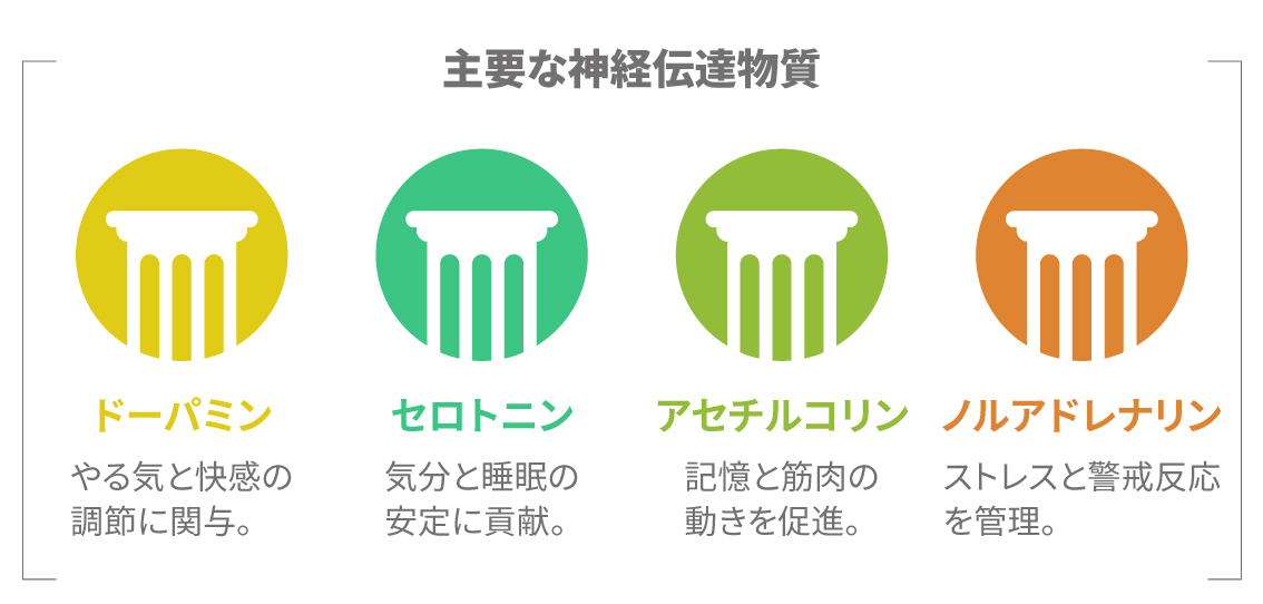 神経伝達物質の代表例（ドーパミン、セロトニン、アセチルコリン、ノルアドレナリン）を示す図。 