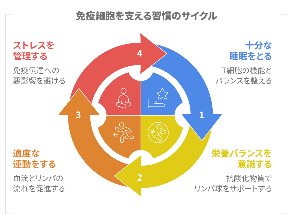 免疫細胞を支える生活習慣のサイクルを示す図