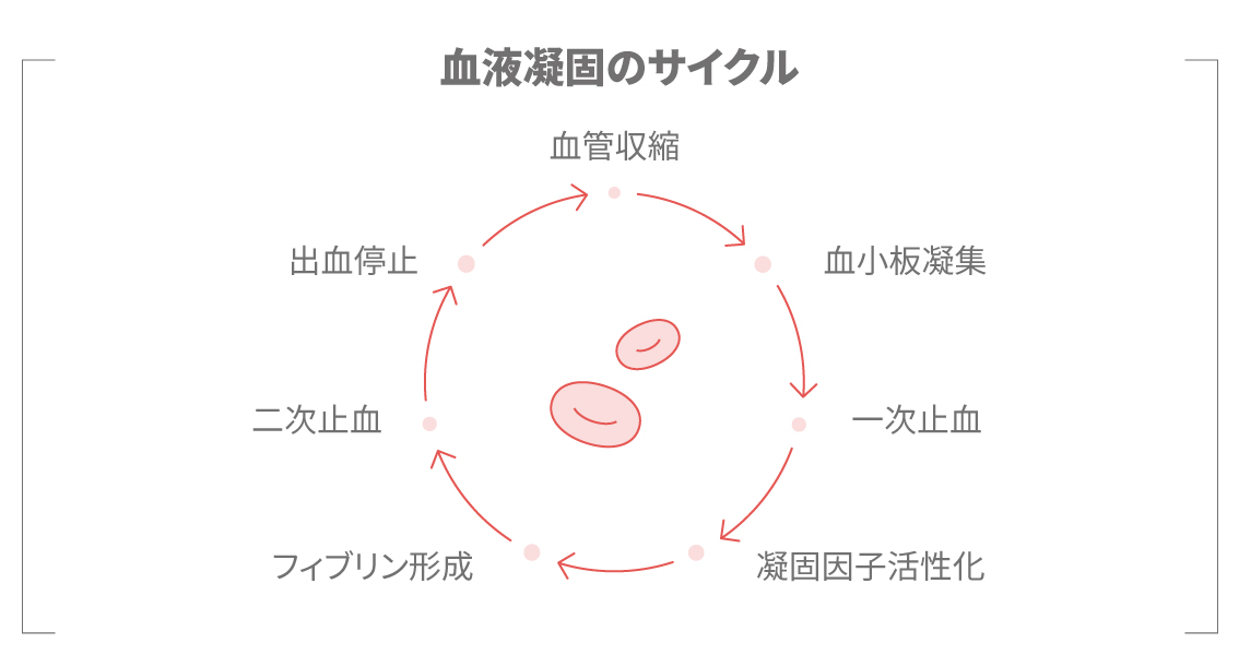 血液凝固のサイクルを示した図。血管収縮から一次止血、二次止血、フィブリン形成までの流れを解説。