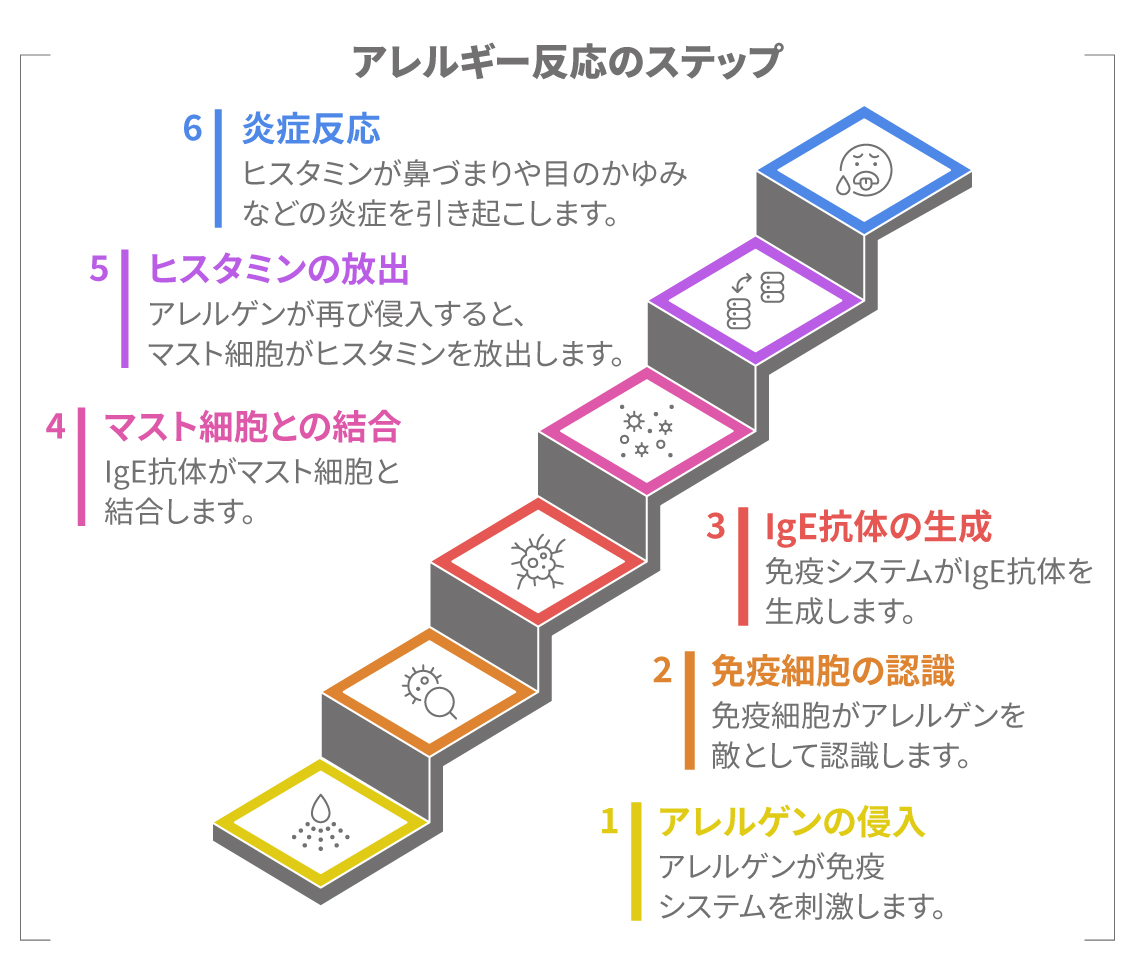 花粉症の免疫反応の流れ。IgE抗体やヒスタミン放出の説明図