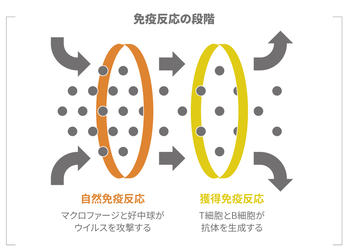 免疫反応の段階を示す図（自然免疫と獲得免疫）