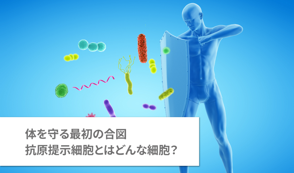 体を守る最初の合図｜抗原提示細胞とはどんな細胞？
