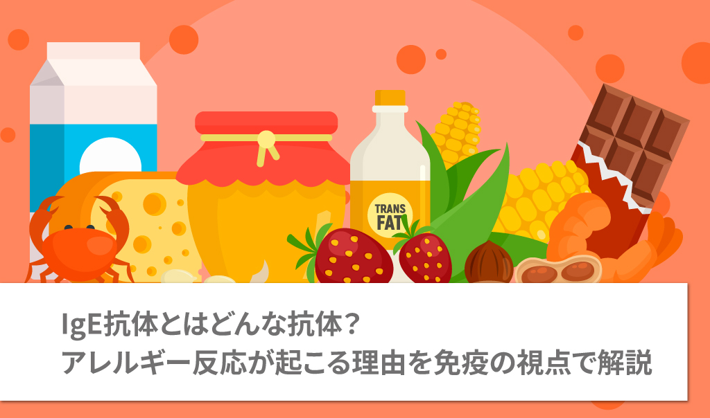 IgE抗体とはどんな抗体？アレルギー反応が起こる理由を免疫の視点で解説