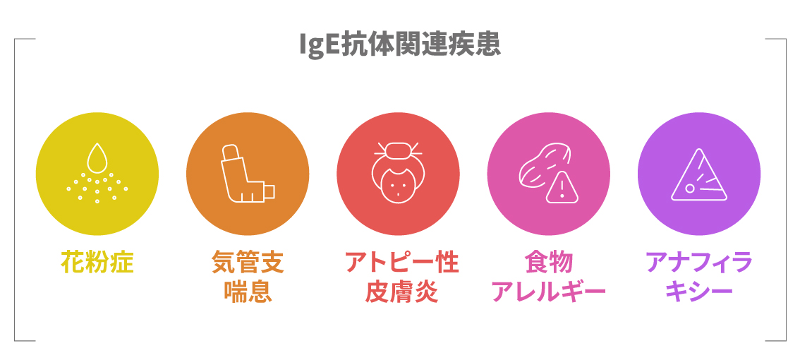 IgE抗体が関与する主なアレルギー疾患