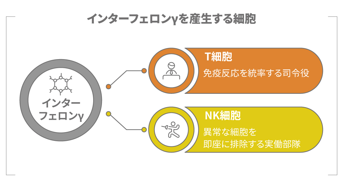 インターフェロンγを産生する細胞（T細胞とNK細胞）の模式図