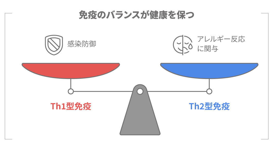 Th1型免疫とTh2型免疫のバランスがアレルギー反応に関わることを示す図