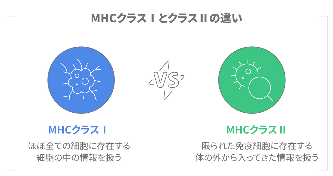 MHCクラスⅠとMHCクラスⅡの違いを示した比較図
