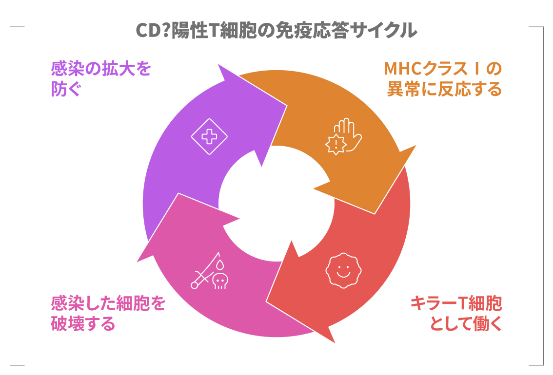 CD8陽性T細胞が感染細胞を排除する流れを示した図