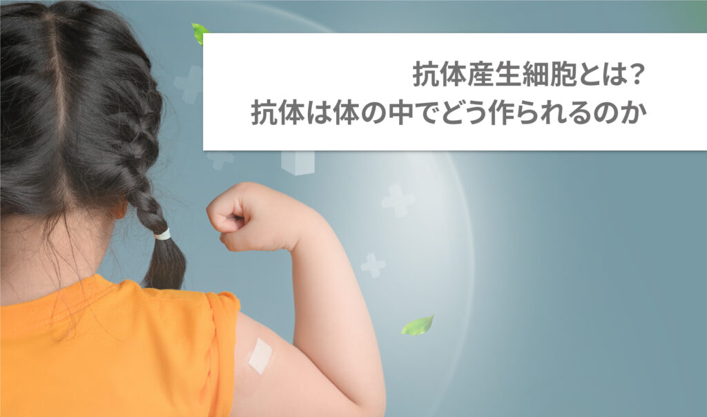 抗体産生細胞とは？抗体は体の中でどう作られるのか